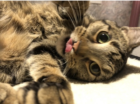 Chico