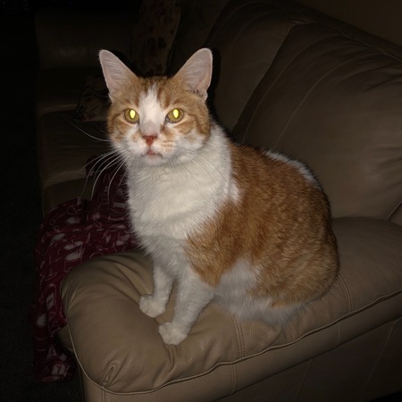 Tigger
