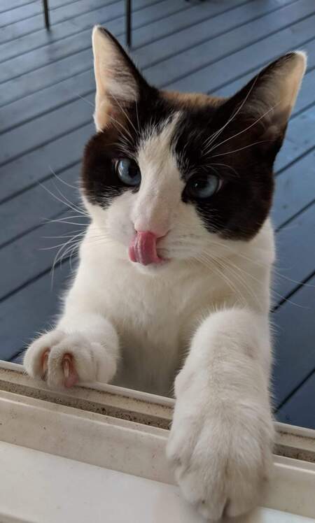 Lily