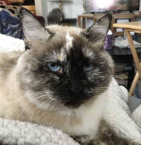 Electra