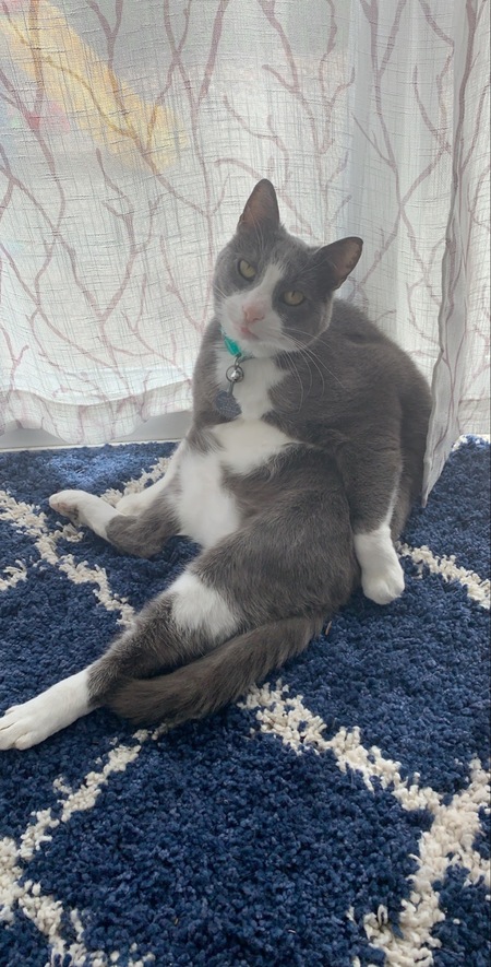 Fat Louie