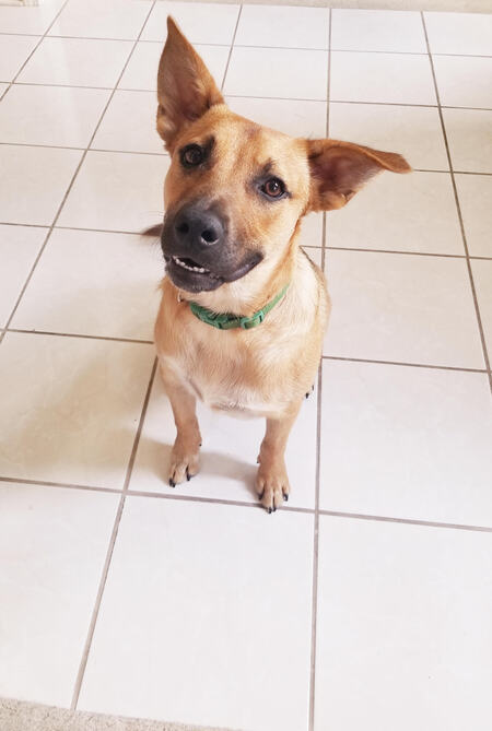 Roku