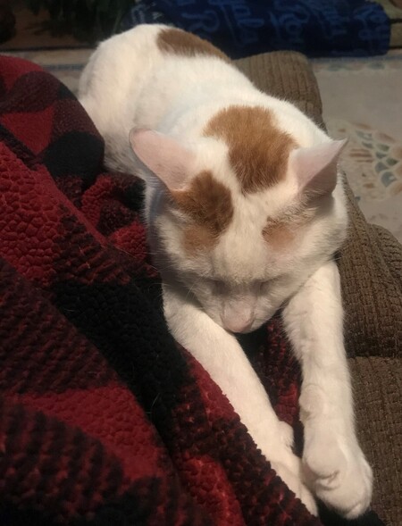 Peanut