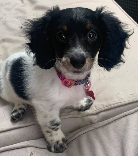 Paisley Joyce