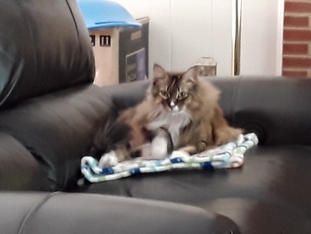 Elsa