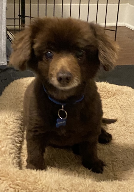 Teddy