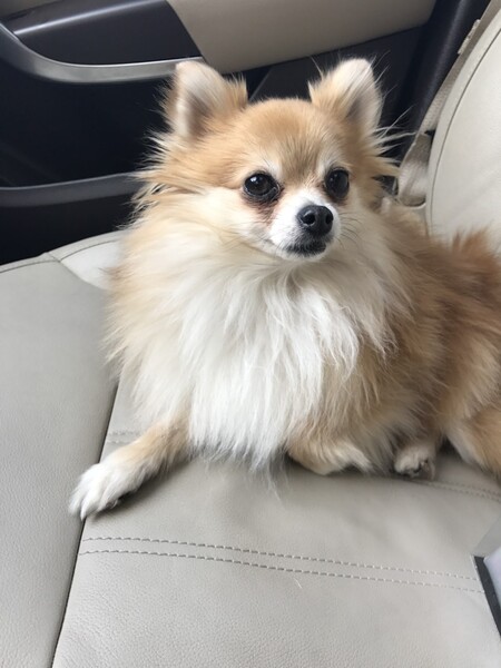 Dolce