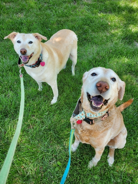 Lexi & Milo *senior sisters*