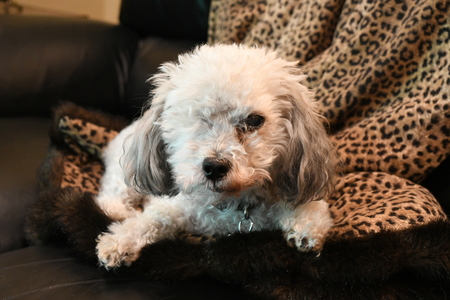 Coco