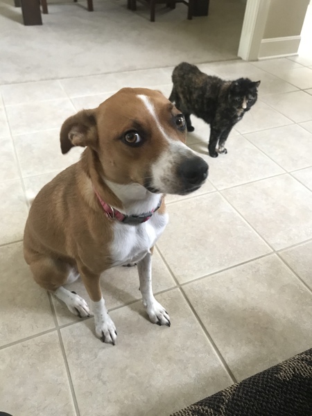 Stella Bean (the cat) and Baylee Wilson (the culprit)