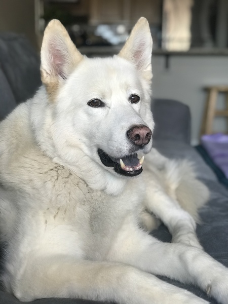 Nanook