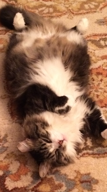 Frankie