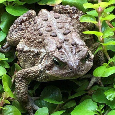 Mr. Toad