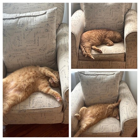 Ginger