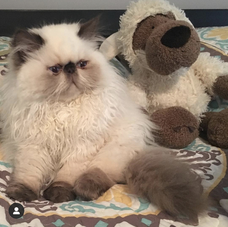 Gizmo