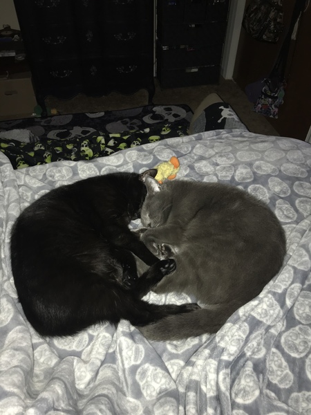 Vader & Graycie 