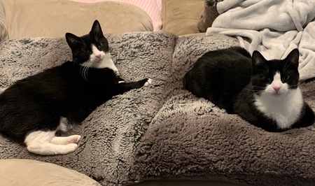 Ziva & Petunia Bug