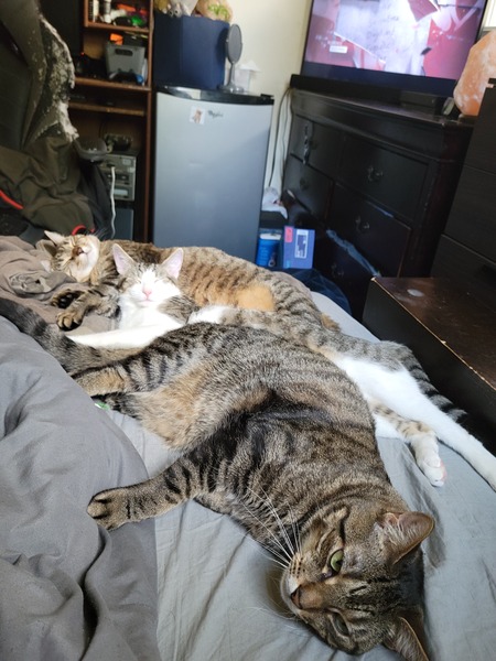 Meow meow, Joey, Simone