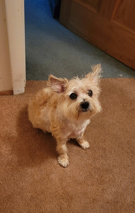 Benji