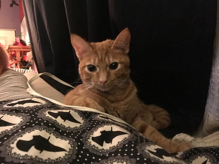 Hobbes 