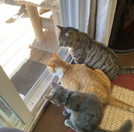 Buddy, Tree &Bleu
