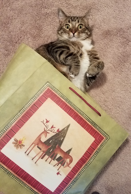BB