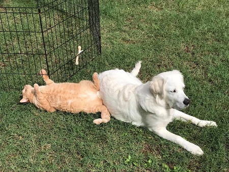 Tawny & Savannah