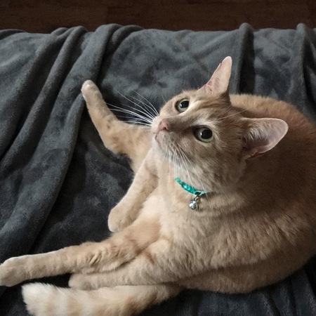 Tawny