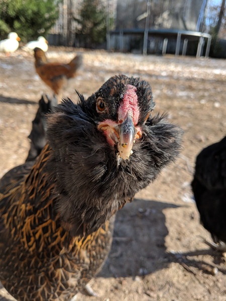 Henrietta