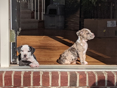 Chip and cowboy