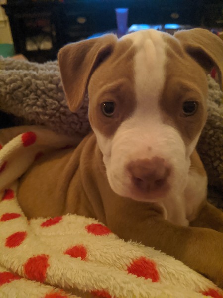 Finnegan O'Malley