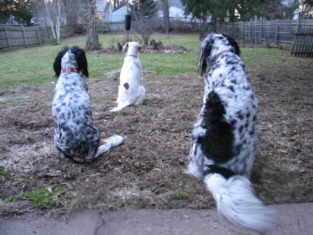 Willow, Fresca & Chester