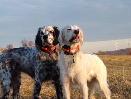 Bentley (left) & Clam Chowder (right)