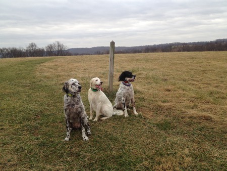 Bentley (left), Clam Chowder (center) and Buddy (right)