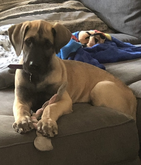 Gracie