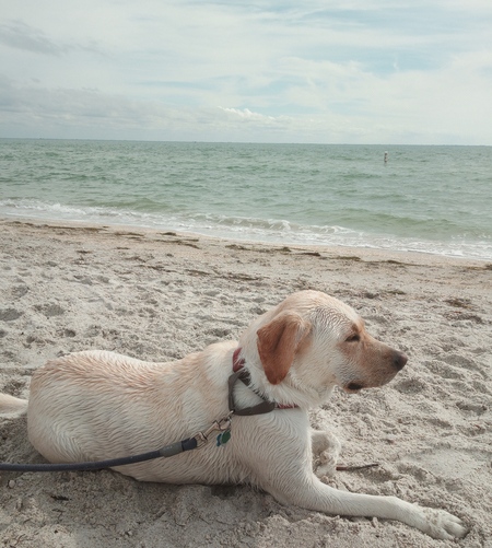 Gidget