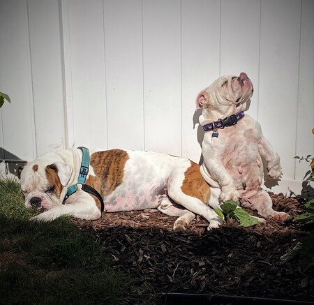 MackDog & Addie