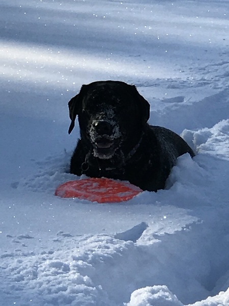 Bella
