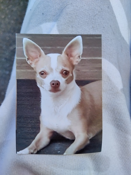 Chico
