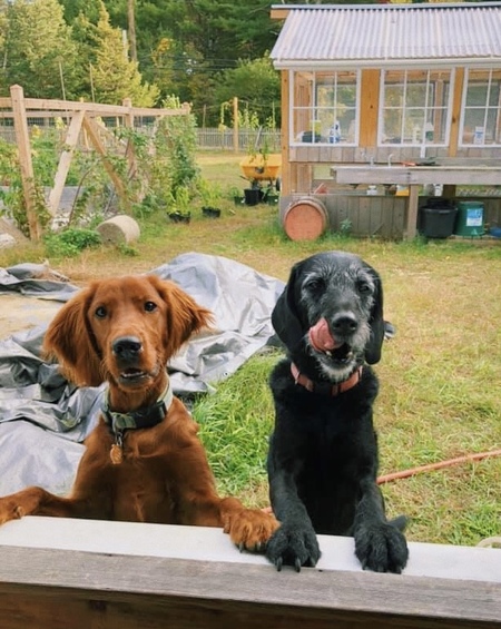 Bowie & Madigan