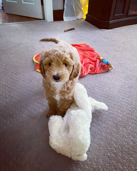 Willow