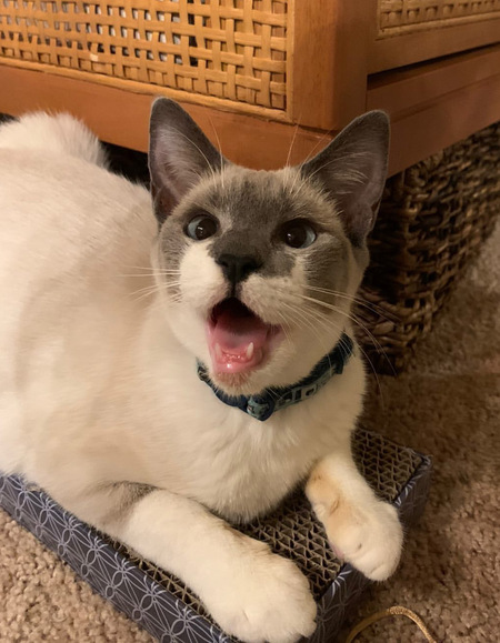 Mimi