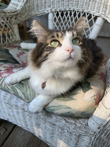 Jasper