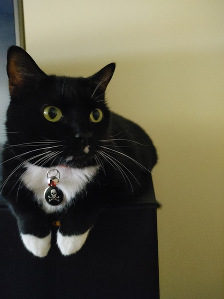 Domino