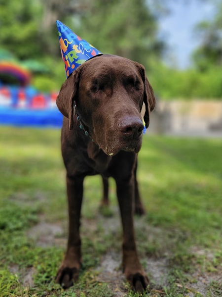 Hunter the Lucky Lab