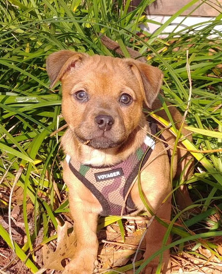 Sarge