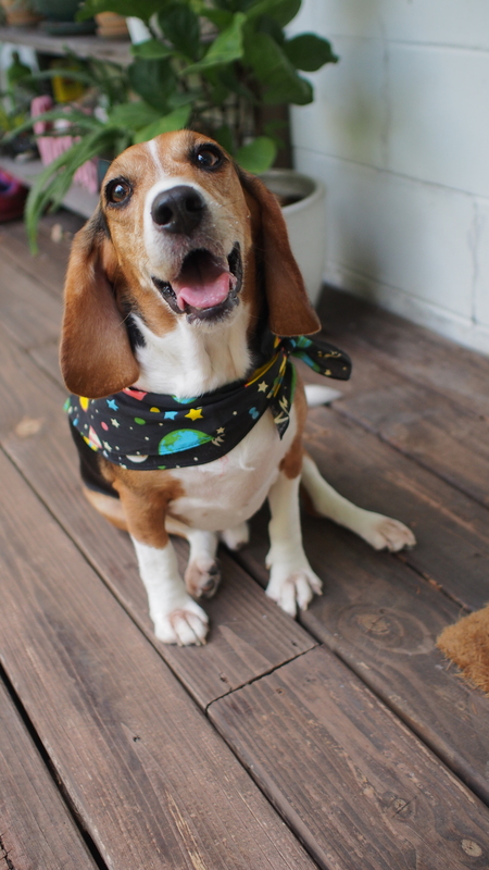 Pablo (aka Potato)
