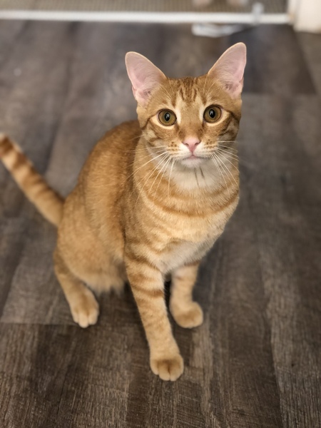 Penelope