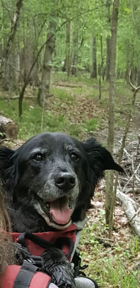 Mowgli
