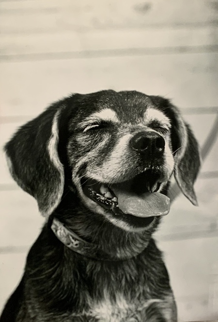 Blind Beagle Daisy